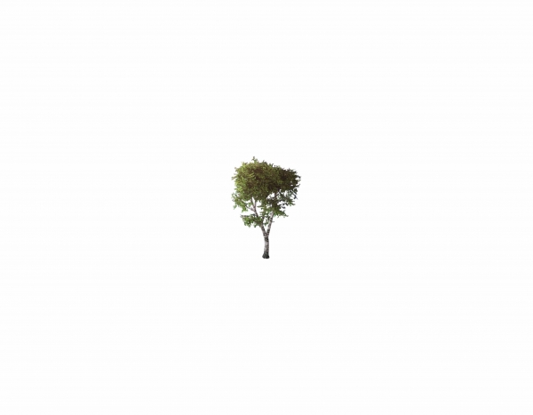 Creation of Tree Dreaming: Step 1